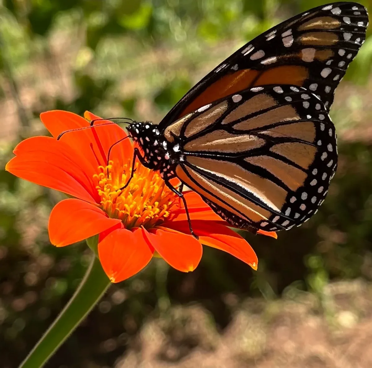 A Monarch Gently Lands on a Mexican Red Torch Sunflower